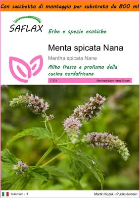 Immagine prodotto di SAFLAX Garden in the bag - Menta spicata Nana - 500 semi - Mentha