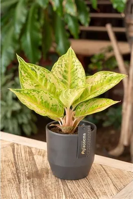 Obrázok produktu pre Gardners Aglaonema Pastella, priemer 12 cm