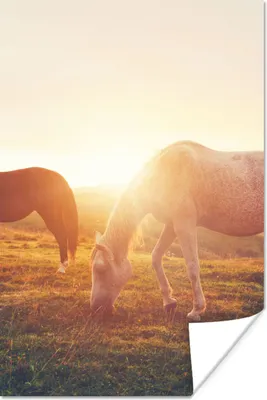 Produktbild von MuchoWow® Poster Pferde - Sonne - Tiere 20x30 cm - Papierdruck