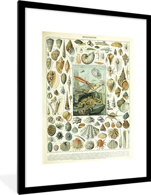 Produktbild von MuchoWow® Gerahmtes Poster Meerestiere - Muschel - Vintage - Meer - Adolphe Millot 60x80 cm - Poster mit Schwarzem Bilderrahmen Wandposter Rahmen Foto Bilder - Wohnzimmer - Dekorationen - Prämie
