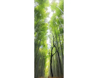 Produktbild von Glasbild Treetops GLA2280 30x80 cm