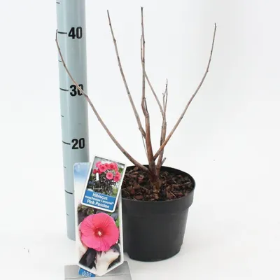 Immagine prodotto di Hibiscus Carousel Pink Passion ('Tahi16'PBR) - Ibisco da giardino | 30-40 cm in vaso
