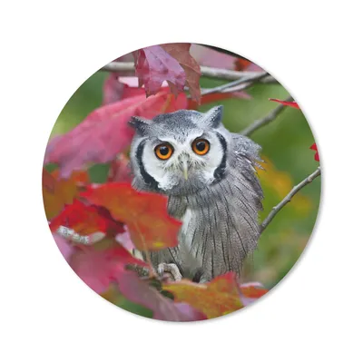 Produktbild von MuchoWow® Mauspad Mousepad Eule - Vogel - Laub - Herbst 50x50 cm - Mousepads - Maus Mat - Pad - Mausunterlage - Vinyl
