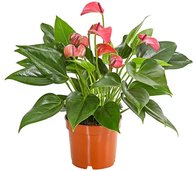 Produktbild von Dehner Flamingoblume, Anthurium andreanum Lila Forino, hellrote/pinke Blüten, ca. 20-30 cm inkl. Pflanztopf, Ø Topf 12 cm, Zimmerpflanze