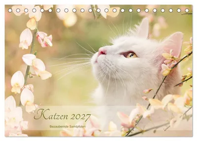 Produktbild von Katzen 2027 Bezaubernde Samtpfoten (Tischkalender 2027 DIN A5 quer), CALVENDO Monatskalender