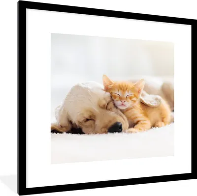 Produktbild von MuchoWow® Gerahmtes Poster Tiere - Hund - Kätzchen - Rot 40x40 cm - Poster mit Schwarzem Bilderrahmen Wandposter Rahmen Foto Bilder - Poster - Plakat im Rahmen