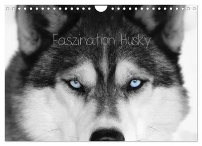 Produktbild von Faszination Husky (Wandkalender 2027 DIN A4 quer), CALVENDO Monatskalender