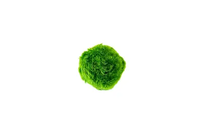Obrázok produktu pre Gardners Reďkovka zelená M
