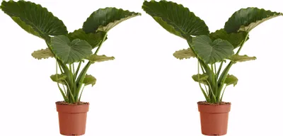 Produktbild von 2x Alocasia Gageana California P21 H70