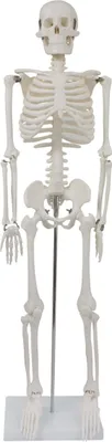 Produktbild von Anatomie Modell Skelett Verkleinert Anatomy Skeleton Menschliches Skelett Menschlicher Körper 87 cm Anatomy Skeleton Human Model mit Ständer Deko MedMod