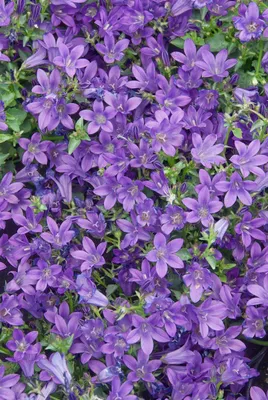 Produktbild von Campanula portenschlagiana 'Resholt', Polsterglockenblume, ca. 9x9 cm Topf