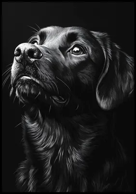 Produktbild von Plakat 70x100cm Tierporträt für Wohnzimmer | Labrador 2 | Schwarz Weiß