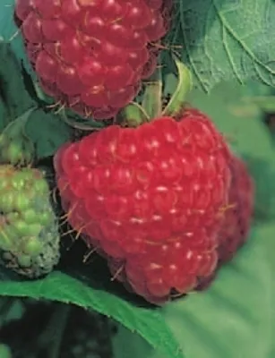 Produktbild von Rubus idaeus Zefa Herbsternte  - Himbeere Zefa Herbsternte