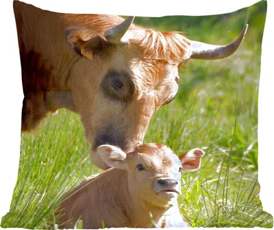 Produktbild von MuchoWow® Zierkissen Sofakissen Wohnzimmer Dekokissen 60x60 cm Kuh - Gras - Horn - Kalb - Sitzfläche - Foto Polster