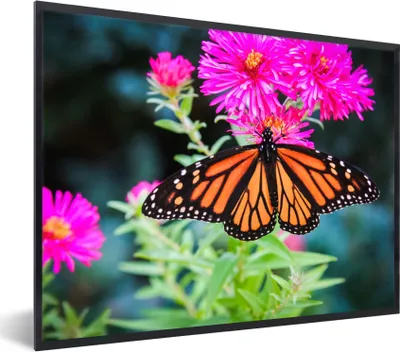 Produktbild von MuchoWow® Gerahmtes Poster Schmetterling - Botanisch - Blume 80x60 cm - Poster mit Schwarzem Bilderrahmen Wandposter Rahmen Foto Bilder - Schwarzem - Mit Gestell