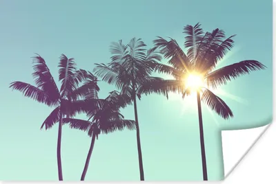 Produktbild von MuchoWow® Poster Palmen - Sommer - Sonne 30x20 cm - Plakate - Print