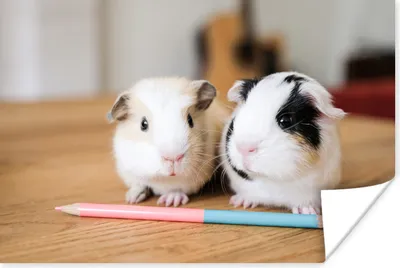 Produktbild von MuchoWow® Poster Entzückende Baby-Meerschweinchen 60x40 cm - Schlafzimmerdekoration