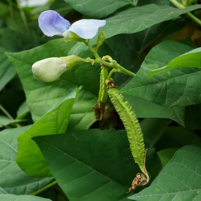 Produktbild von Flügelbohne (Psophocarpus tetragonolobus) - 10 Samen