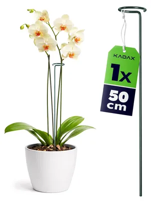 Produktbild von KADAX Blumenstütze 50 cm, 1 Stück, Pflanzenstütze aus Stahl, Blumenhalter für Orchideen, Rankstab zur Stabilisierung von Stängeln und Blüten, Orchideenstab