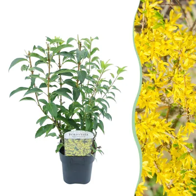 Image de Green boutiQ - Arbustes - Forsythia intermedia Goldrauch  - Fleurs jaunes - 1 plant - À feuilles caduques - Peu d'entretien - Pot de 17 cm, hauteur 45 cm