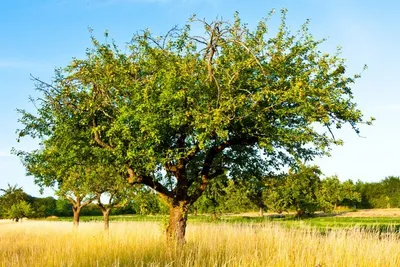 Produktbild von Speierling  10 Samen