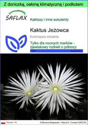 Zdjęcie produktu dla SAFLAX - Garden to go - Kaktus Jeżowca - 40 Nasiona - Z doniczką, pokrywą klimatyczną i podłożem do uprawy - Echinopsis mirabilis