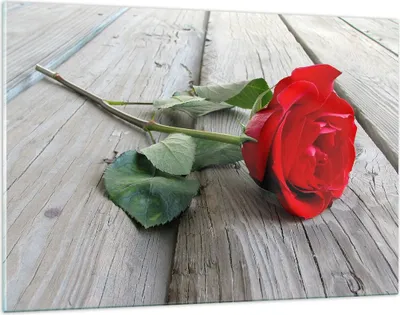 Produktbild von Bilder auf glas - Blume Holz Pflanze - 120x80cm - Glasbilder - Wandbilder - Kunstdruck - zum Aufhängen bereit - Wanddekoration aus Glas - Glas Bilder - Wandbild auf Glas - Einteilig - GAA120x80-0103