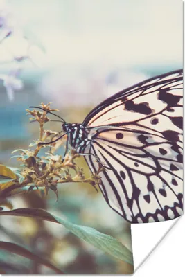 Produktbild von MuchoWow® Poster Schmetterling - Blumen - Frühling 120x180 cm - Kunstposter