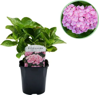 Produktbild von Hortensie Hydrangea macrophylla Rosa Blüte Rosa Ø17cm 30cm Blühpflanze Deko