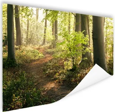 Produktbild von MuchoWow® Poster Wald - Bäume - Weg - Sonne - Pflanzen - Laub - Natur 120x80 cm - Bilder