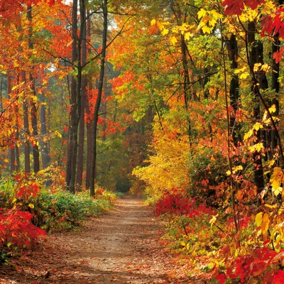 Produktbild von Wälder Kunstdruck Bild - Magische Herbstfarben (70 x 70 cm)