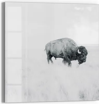 Produktbild von DEQOART Magnettafel Glas 50x50 cm 'Einsamer Bison' beschreibbar Whiteboard Pinnwand Küche