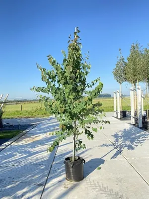 Produktbild von Cercidiphyllum japonicum - Katsurabaum 50- 60 cm Container