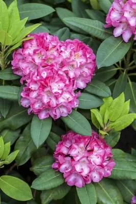 Produktbild von Rhododendron yakushimanum 'Tatjana', rosa Blüten, 25–30 cm