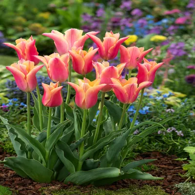 Zdjęcie produktu dla Tulipan Liliokształtny Marianne 5 szt Tulipany Cebulki Tulipanów Cebule