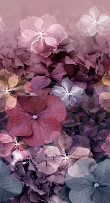 Produktbild von Fototapete 2267-10 Digitaldruck Blumen Floral 1.5 x 2.8 m Erismann ELLE digital Lila