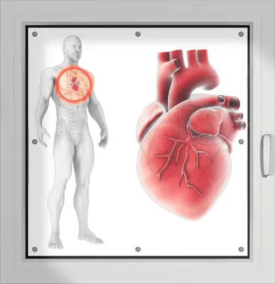 Produktbild von Wallario Lichtschutzbild, Dekorativer Sichtschutz Sonnenschutz 96 x 100 cm mit Motiv: Anatomie des Menschen  Herz in Nahansicht - Verdunklung ohne Bohren