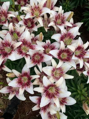 Produktbild von 5 Zwiebeln Edel Riesenlilien "Tribal Kiss" Lilien Zwiebeln winterhart duftend bis 240 cm Größe