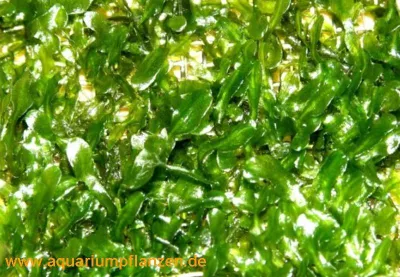 Produktbild von 1 Matte Pellia Moos, monosolenium tenerum