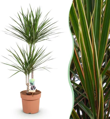 Produktbild von Green boutiQ - Zimmerpflanzen - Dracaena Marginata - Drachenbaum - Wenig Pflege - Grün - 1 Pflanze - Topf 21cm - Höhe 90-100cm