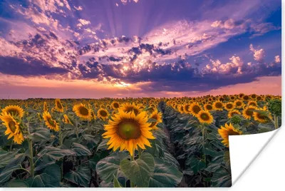 Produktbild von MuchoWow® Poster Blumen - Himmel - Lila - Sonnenuntergang 120x80 cm - Bilder