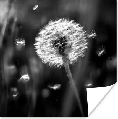 Produktbild von MuchoWow® Poster Löwenzahn - Schwarz - Weiß - Pflanze 75x75 cm - Wand Dekoration