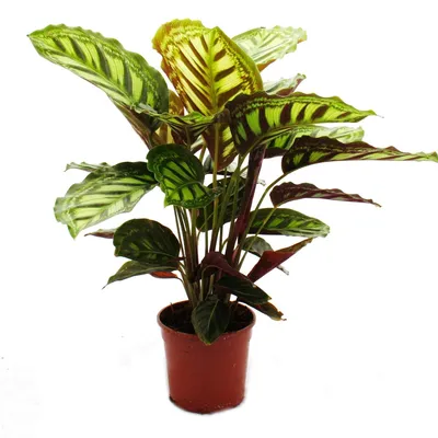 Produktbild von Schattenpflanze mit ausgefallenem Blattmuster - Calathea roseapicta - 14cm Topf - ca. 50cm hoch