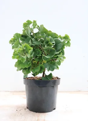 Zdjęcie produktu dla Ginkgo biloba 'Mariken', drzewo o wachlarzowatych liściach, 20-30 cm
