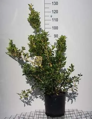 Produktbild von Euonymus jap. 'Aureus' ('aureopictus') - Korkflügelstrauch 60- 80 cm Container