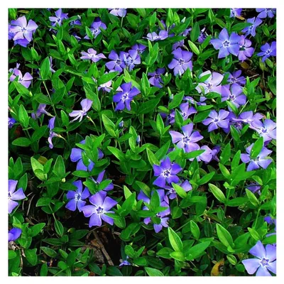 Produktbild von 1 X Vinca Minor Kleiner Blauer Immergrüner Strauch Robuste Gartenpflanze Im Topf