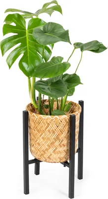 A potted Monstera plant on a stand.