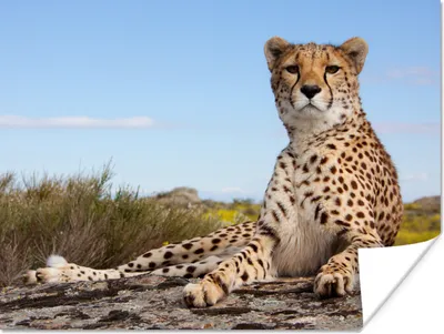 Produktbild von MuchoWow® Poster Leopard - Tiere - Natur 40x30 cm - Plakate für die Wände - Poster Wohnzimmer