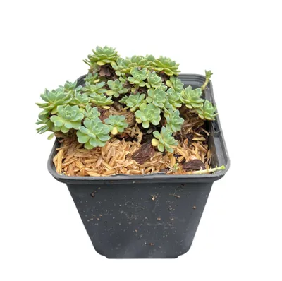 Immagine prodotto di Sedum pachyclados - Greaseleaf Angelina - Vaso 9 x 9 cm