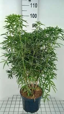 Obrázek produktu pro Choisya hybr. 'Aztec Pearl' - Orangenblume 60- 80 cm Kontejner 7,5 l